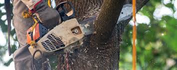 Best Lawn Pest Prevention  in Dickson, OK