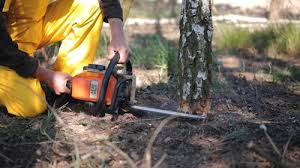 Best Tree Risk Assessment  in Dickson, OK