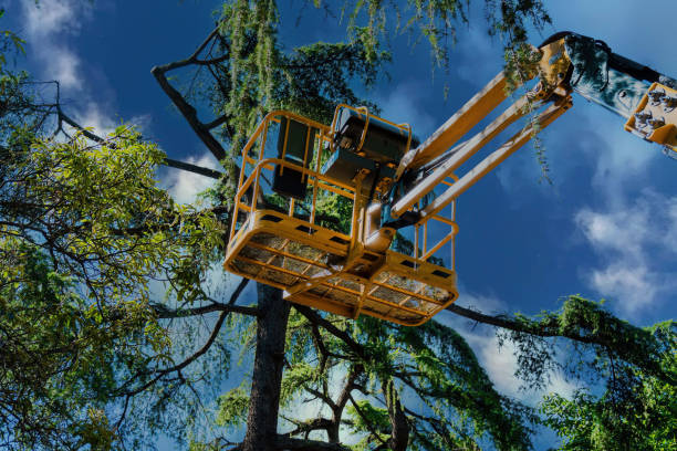 Best Commercial Tree Services  in Dickson, OK