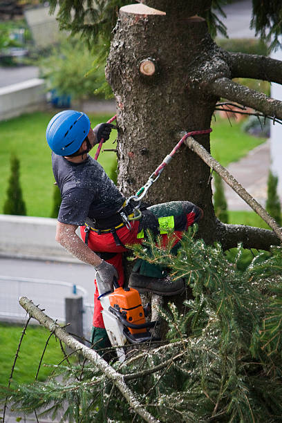 Best Tree Trimming and Pruning  in Dickson, OK