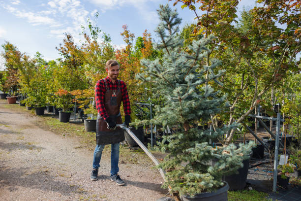 Best Tree Disease Treatment  in Dickson, OK